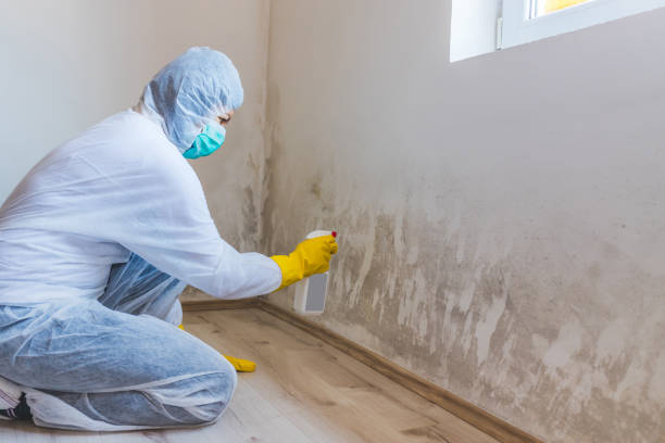 Licensed Mold Inspection service in New Berlin, IL - WQB Mold Removal